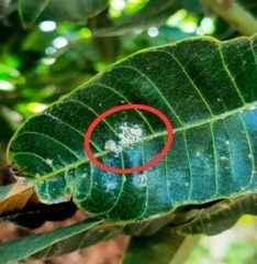 Paracoccus marginatus