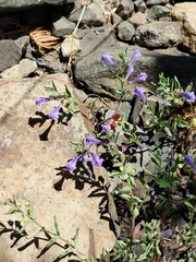Scutellaria antirrhinoides