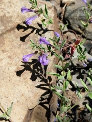 Scutellaria antirrhinoides