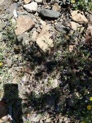 Scutellaria antirrhinoides