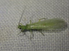 Alloperlini