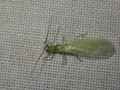 Alloperlini