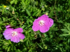 Geranium oreganum