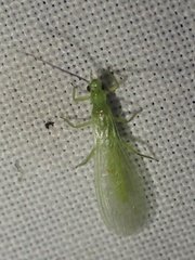 Alloperlini