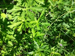 Geranium oreganum