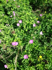 Geranium oreganum