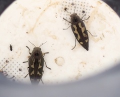 Buprestis laeviventris