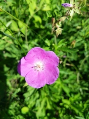 Geranium oreganum