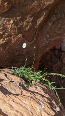 Erigeron sionis