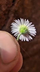 Erigeron sionis