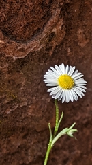 Erigeron sionis