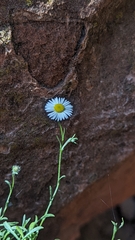 Erigeron sionis