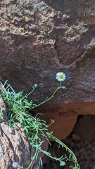 Erigeron sionis