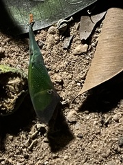 Odontoptera carrenoi