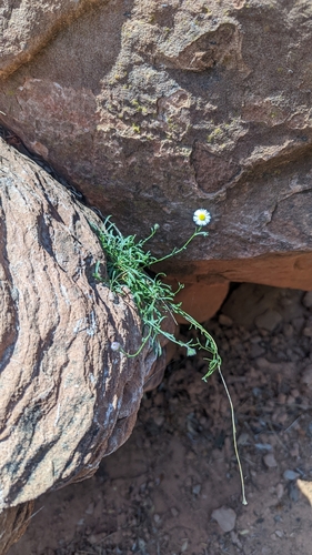 Image of Erigeron sionis by (c) Darrin Gobble, some rights reserved (CC BY)