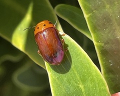 Platymela sticticollis
