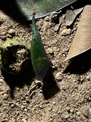 Odontoptera carrenoi