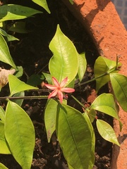 Ixora coccinea