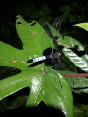 Erythrodiplax unimaculata