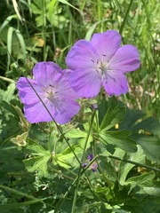 Geranium oreganum