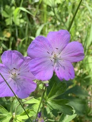 Geranium oreganum