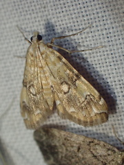 Elophila faulalis