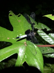 Erythrodiplax unimaculata