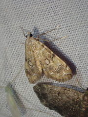Elophila faulalis