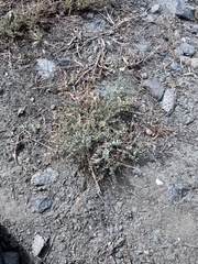 Astragalus lentiginosus antonius