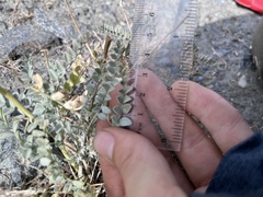 Astragalus lentiginosus antonius