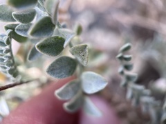 Astragalus lentiginosus antonius