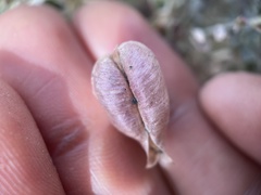 Astragalus lentiginosus antonius