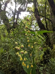Calanthe tricarinata