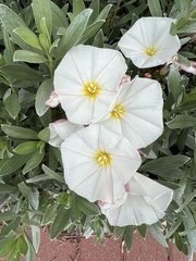 Convolvulus cneorum