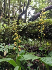 Calanthe tricarinata