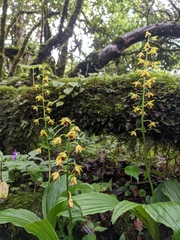 Calanthe tricarinata