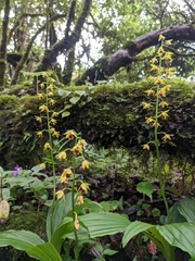 Calanthe tricarinata
