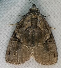 Pseudeustrotia indeterminata