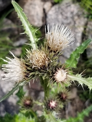 Cirsium osterhoutii