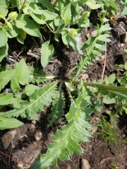 Cirsium osterhoutii