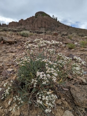 Eriogonum lonchophyllum