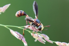 Physocephala sagittaria