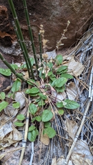 Penstemon humilis obtusifolius