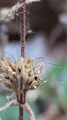 Penstemon humilis obtusifolius