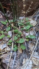 Penstemon humilis obtusifolius