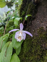 Pleione hookeriana