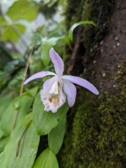 Pleione hookeriana