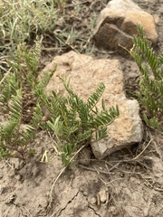 Astragalus agrestis