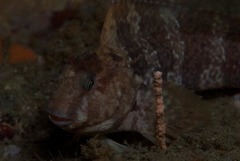 Parablennius cornutus