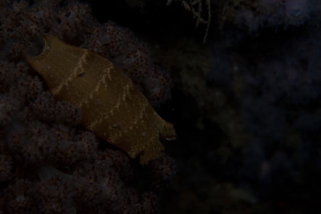 alitán viperino, dog fish, pofadderschaamhaai, pofadder-skaamoog, puff-adder shy shark, puffadder shyshark, rästik-ujehai, roussette vipérine, skaamoog, slangerødhaj, žralok stydlivý, غرَّاء مُحتشِِمة حفِث أُفْعُوى, 埃氏宽斑鲨, 埃氏宽瓣鲨, 埃氏寬瓣鯊